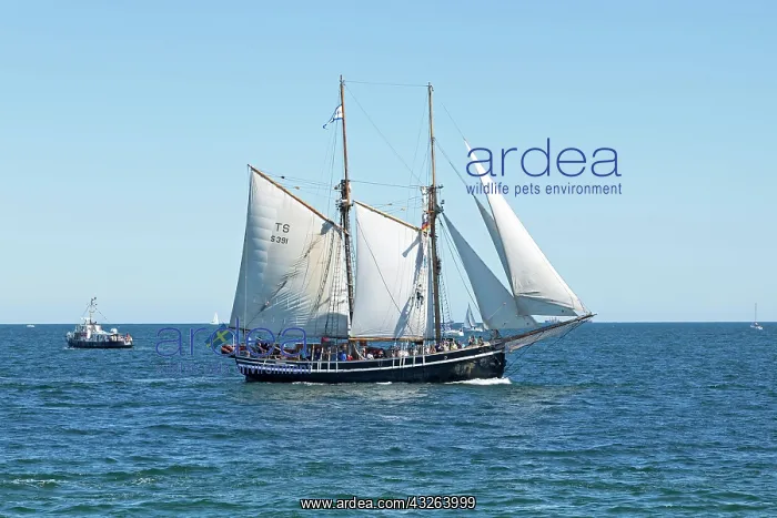 : Sailing boat, brig, Hanse Sail, Rostock, Mecklenburg-Western : Sailing boat, brig, Hanse Sail, Rostock, Mecklenburg-Western