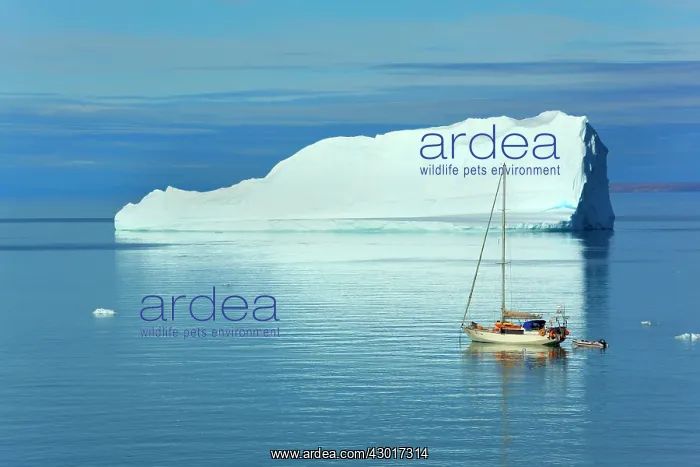 : Sailing Boat with iceberg in the background Arctic Summer : Sailing Boat with iceberg in the background Arctic Summer
