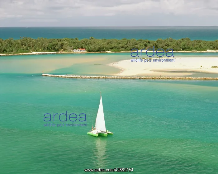 : Sailing Boat - Lakes Entrance Victoria : Sailing Boat - Lakes Entrance Victoria