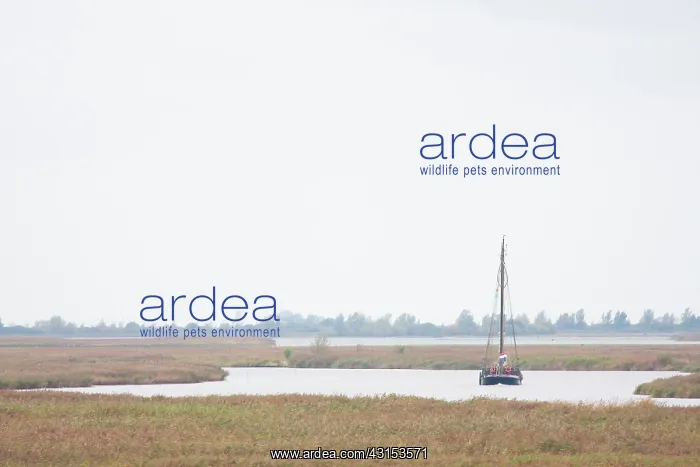 : Sailing boat sailing through a stream : Sailing boat sailing through a stream