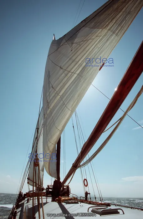 : Sailing BOAT on sunny day : Sailing BOAT on sunny day