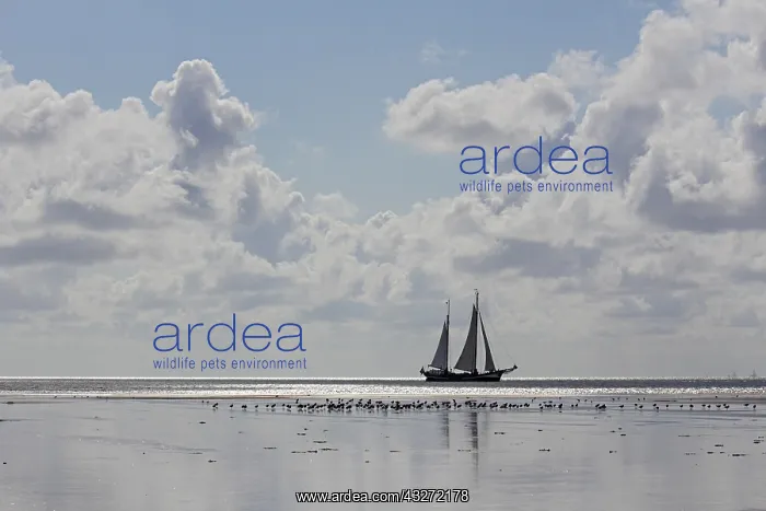 : Sailing boat at the wadden sea with group of unidentified : Sailing boat at the wadden sea with group of unidentified