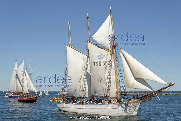 : Sailing boats, Hanse Sail, Rostock, Mecklenburg-Western : Sailing boats, Hanse Sail, Rostock, Mecklenburg-Western