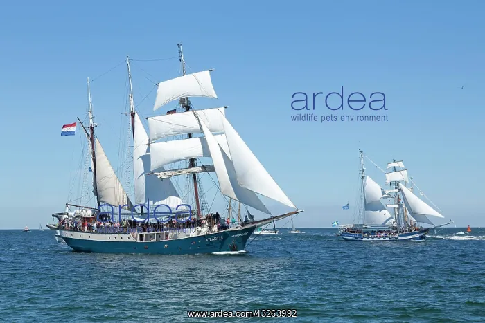 : Sailing boats, Hanse Sail, Rostock, Mecklenburg-Western : Sailing boats, Hanse Sail, Rostock, Mecklenburg-Western