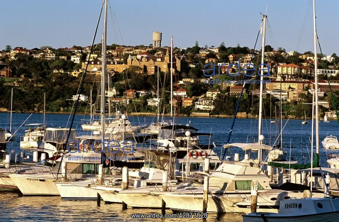 : Sailing boats moored - Kincoppal School of the Sacred Heart : Sailing boats moored - Kincoppal School of the Sacred Heart