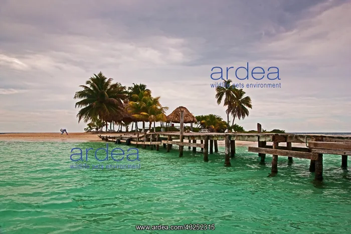 : Sailing by Goff Cay Island in Belize : Sailing by Goff Cay Island in Belize