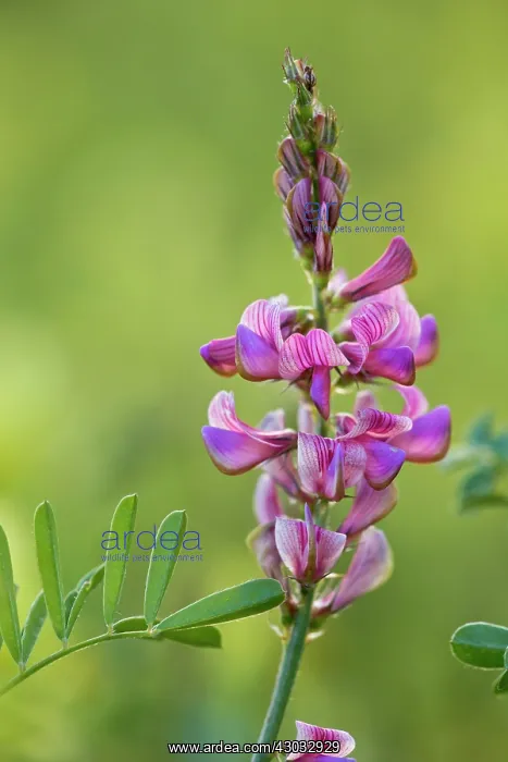  : Sainfoin in flower