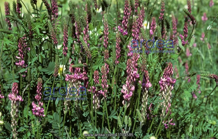: Sainfoin in flower : Sainfoin in flower