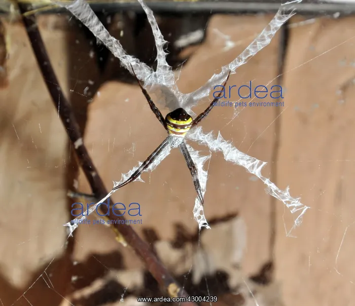 : Saint Andrew's Cross Spider : Saint Andrew's Cross Spider