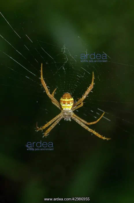 : Saint Andrew's Cross Spider on web - Klungkung : Saint Andrew's Cross Spider on web - Klungkung