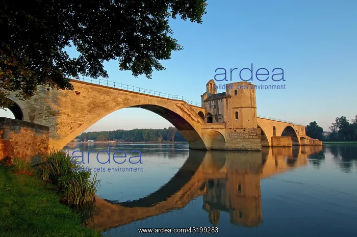 : Saint Benezet bridge over Rhone river, Avignon : Saint Benezet bridge over Rhone river, Avignon
