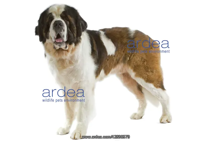  : Saint Bernard Dog