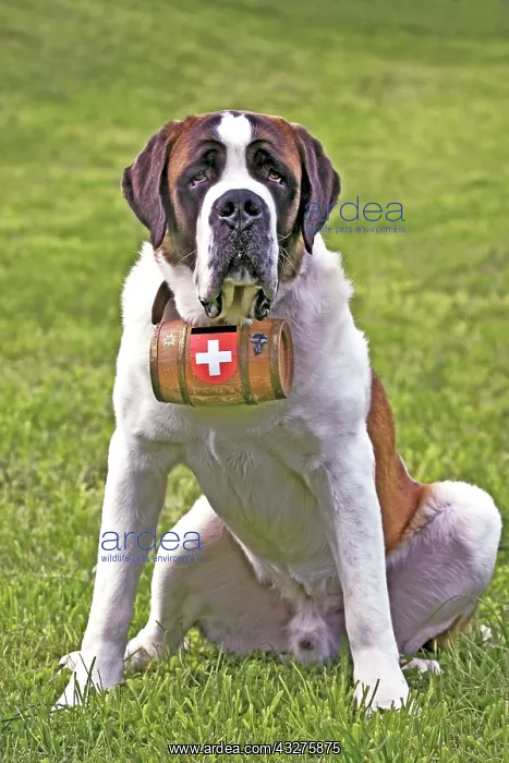 : Saint Bernard Dog, male sitting in meadow, watching : Saint Bernard Dog, male sitting in meadow, watching
