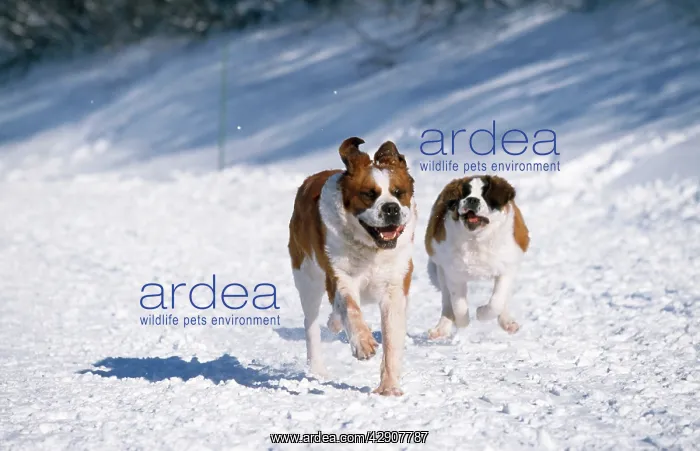  : Saint Bernard Dog - running in snow