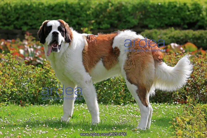 : Saint Bernard dog, Swiss dog breed, rose garden : Saint Bernard dog, Swiss dog breed, rose garden