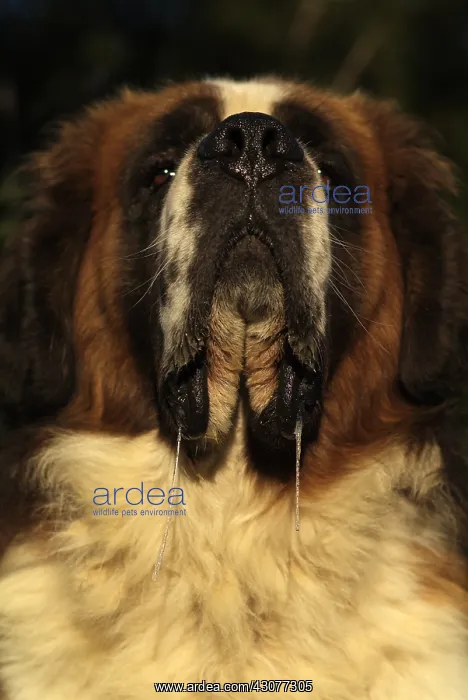 : Saint Bernard sticking : Saint Bernard sticking