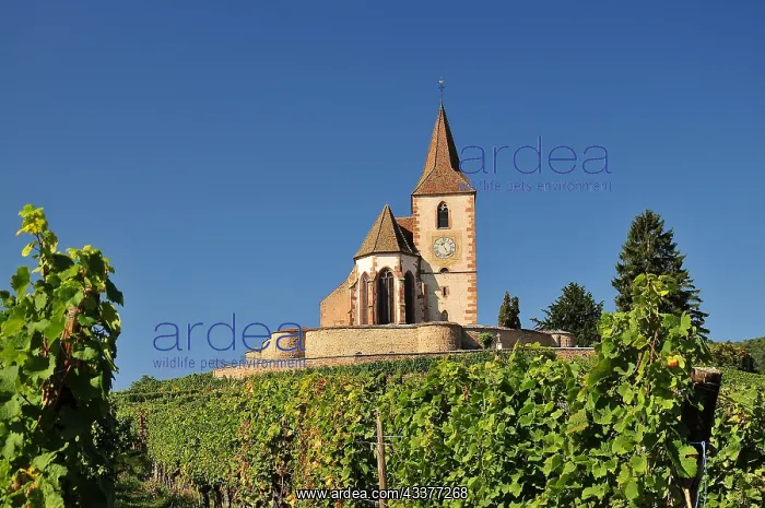 : Saint-Jacques-le-Majeur Church in the vineyards : Saint-Jacques-le-Majeur Church in the vineyards