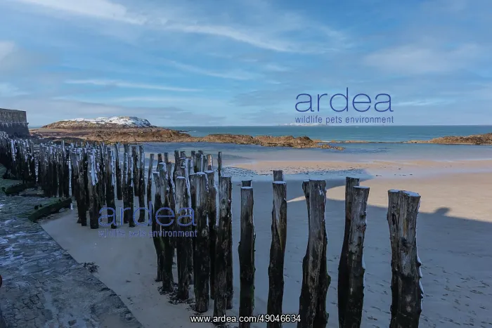 : SAINT MALO : SAINT MALO