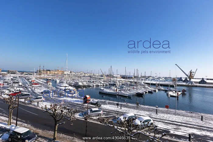 : SAINT MALO : SAINT MALO