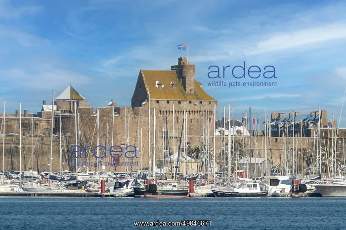 : SAINT MALO : SAINT MALO