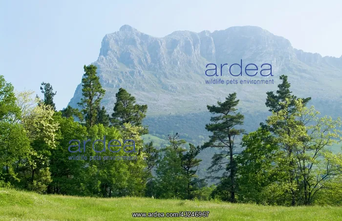 : Saint Vincent peak. Ramales de la Victoria : Saint Vincent peak. Ramales de la Victoria