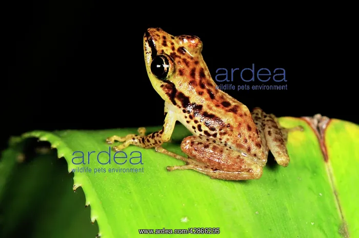 : Sainte Marie Madagascar Frog - on Pandanus / screw palm : Sainte Marie Madagascar Frog - on Pandanus / screw palm