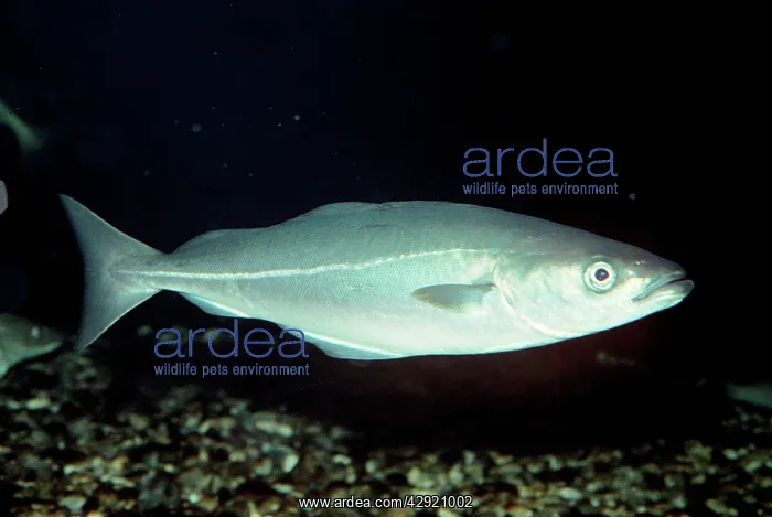 : SAITHE / COALFISH / Coley : SAITHE / COALFISH / Coley