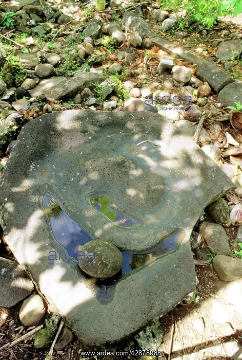 : Sakau stone around which stories were told Nan : Sakau stone around which stories were told Nan