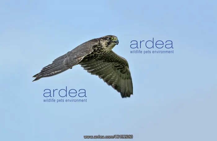 : Saker Falcon : Saker Falcon