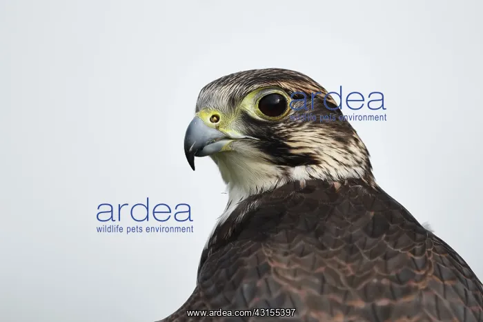 : Saker Falcon : Saker Falcon