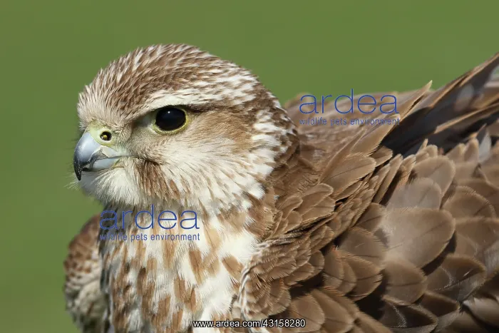 : Saker Falcon : Saker Falcon