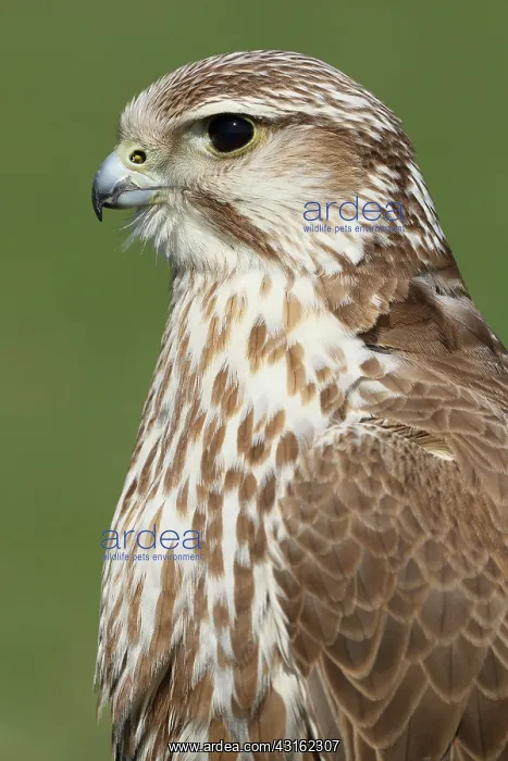 : Saker Falcon : Saker Falcon