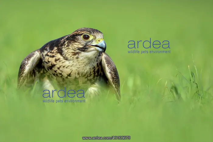 : Saker Falcon : Saker Falcon