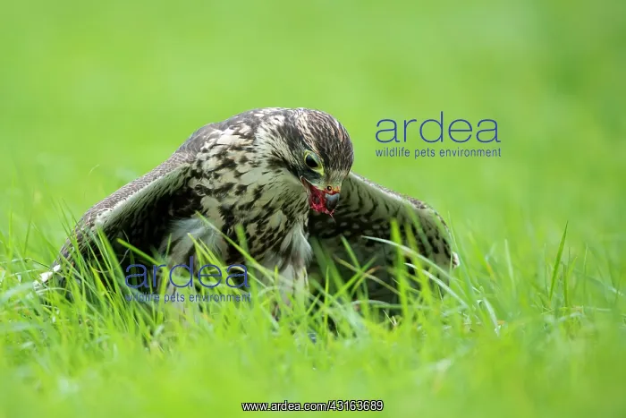 : Saker Falcon : Saker Falcon