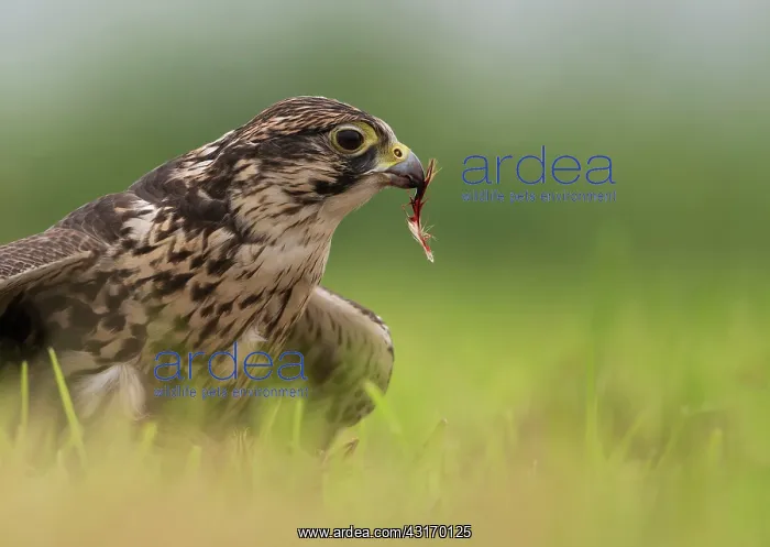 : Saker Falcon : Saker Falcon