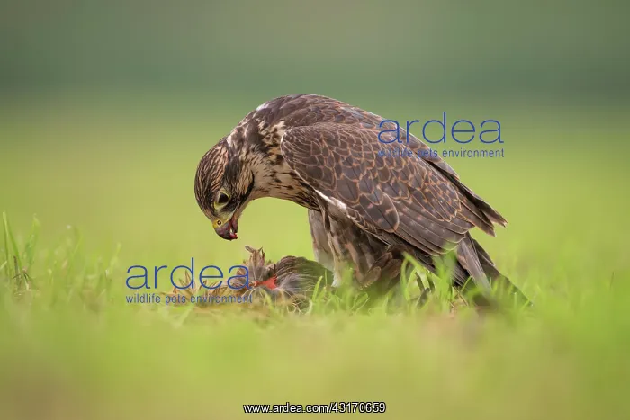 : Saker Falcon : Saker Falcon