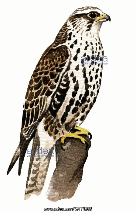 : Saker Falcon : Saker Falcon