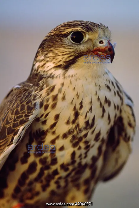 : Saker Falcon - with blood on beak after kill : Saker Falcon - with blood on beak after kill