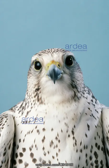  : Saker FALCON - close-up of head