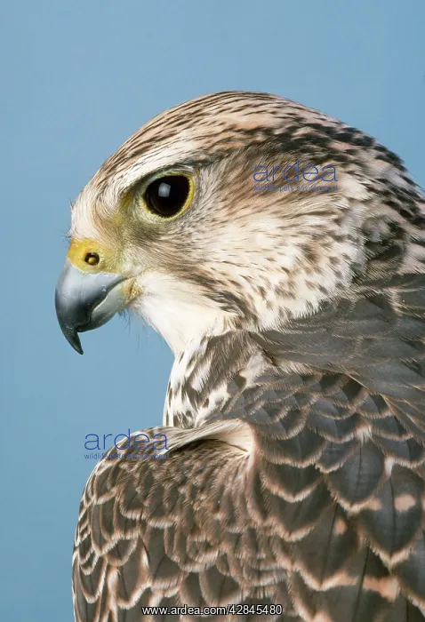 : SAKER FALCON - HEAD : SAKER FALCON - HEAD