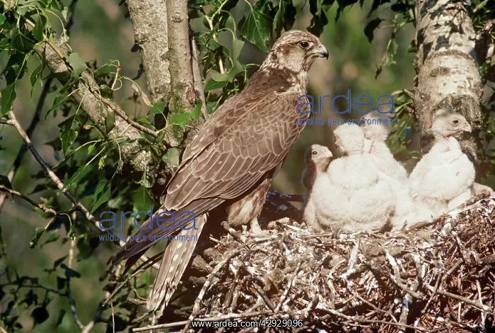 : SAKER FALCON - at nest with chicks : SAKER FALCON - at nest with chicks