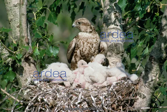 : Saker Falcon - at nest with chicks : Saker Falcon - at nest with chicks
