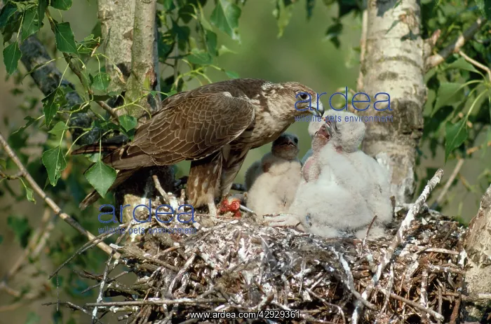 : Saker Falcon - at nest feeding chicks : Saker Falcon - at nest feeding chicks