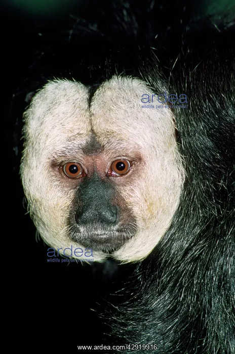 : Saki / White-faced / Guinan Monkey : Saki / White-faced / Guinan Monkey