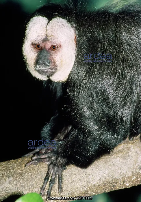 : Saki / White-faced / Guinan Monkey : Saki / White-faced / Guinan Monkey