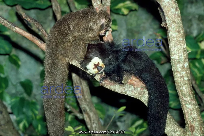 : Saki / White-faced / Guinan Monkey - male & female : Saki / White-faced / Guinan Monkey - male & female