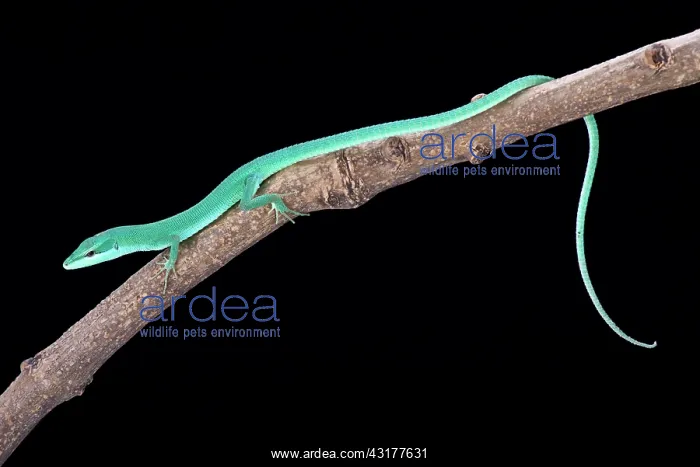 : Sakishima grass lizard (Takydromus dorsalis), Ishigaki-jima : Sakishima grass lizard (Takydromus dorsalis), Ishigaki-jima