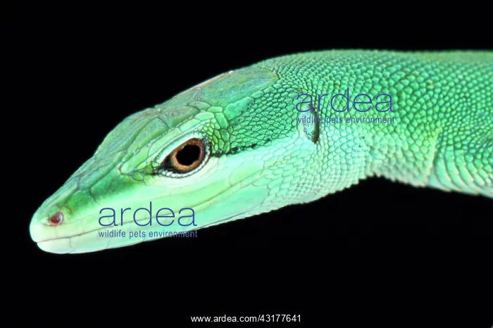 : Sakishima grass lizard (Takydromus dorsalis), Ishigaki-jima : Sakishima grass lizard (Takydromus dorsalis), Ishigaki-jima