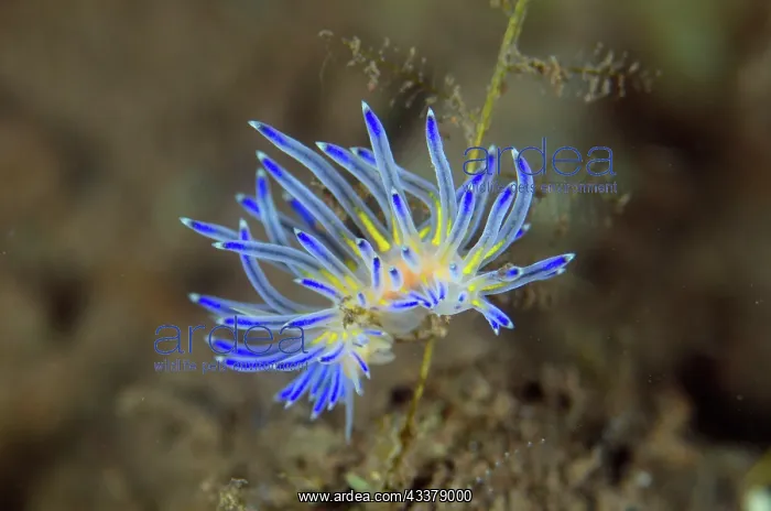 : Sakuraeolis Aeolid Nudibranch : Sakuraeolis Aeolid Nudibranch