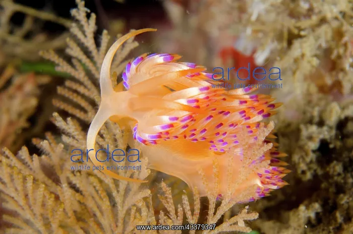 : Sakuraeolis Aeolid Nudibranch : Sakuraeolis Aeolid Nudibranch